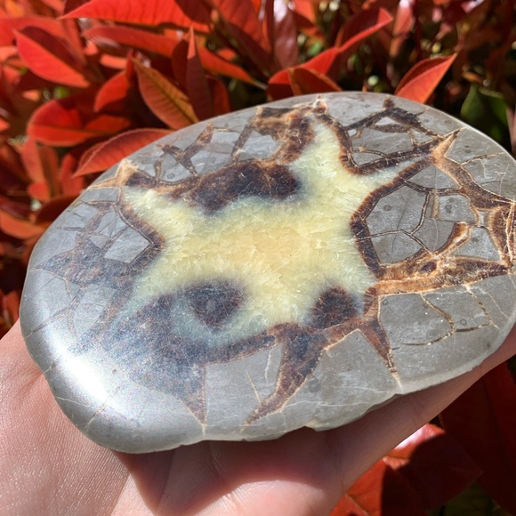 Polished Septarian Dragon Egg Slab - Picture 3 of 6